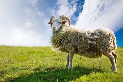 羊了个羊最新娱乐爆料,网友热议不断! 第2张 羊了个羊最新娱乐爆料,网友热议不断! 第2张